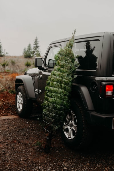 绿色植物在黑色吉普车牧马人
